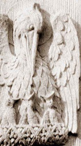 Pelican