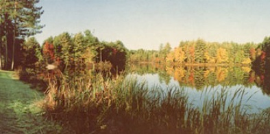 the pond